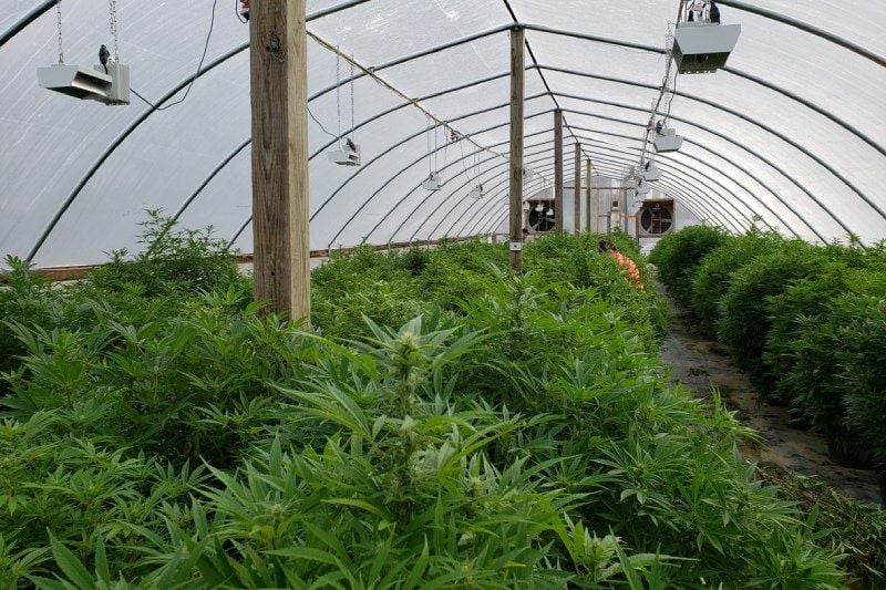 Navigating CBD Extraction: A Guide to Choosing the Perfect Commercial Dryer Navigating CBD Extraction: A Guide to Choosing the Perfect Commercial Dryer